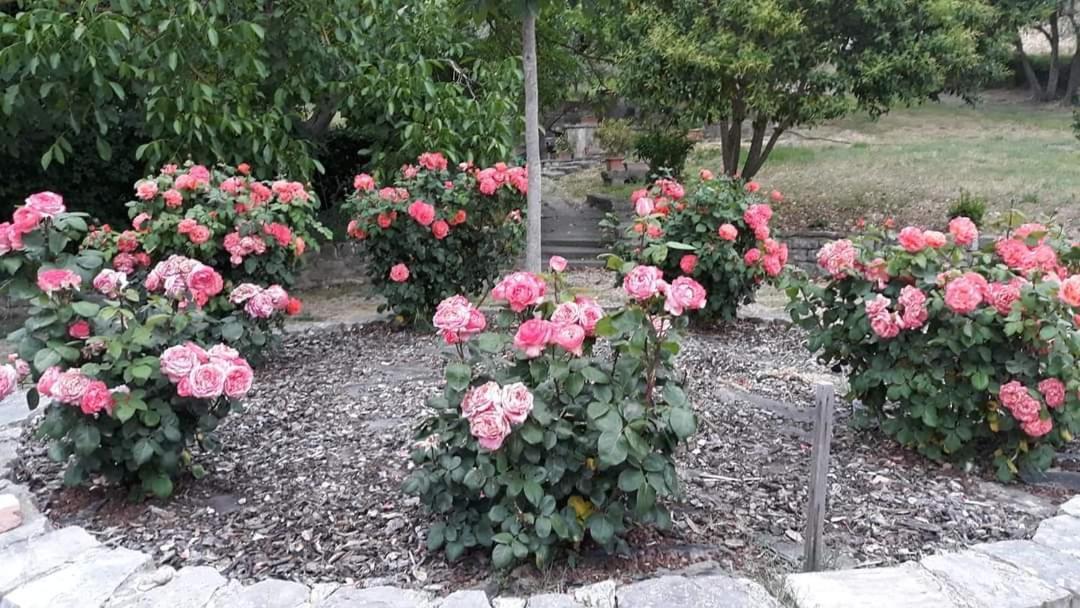 Agriturismo Camera Rosa Todi Extérieur photo